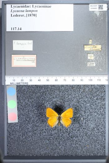 Media type: image;   Entomology 64891